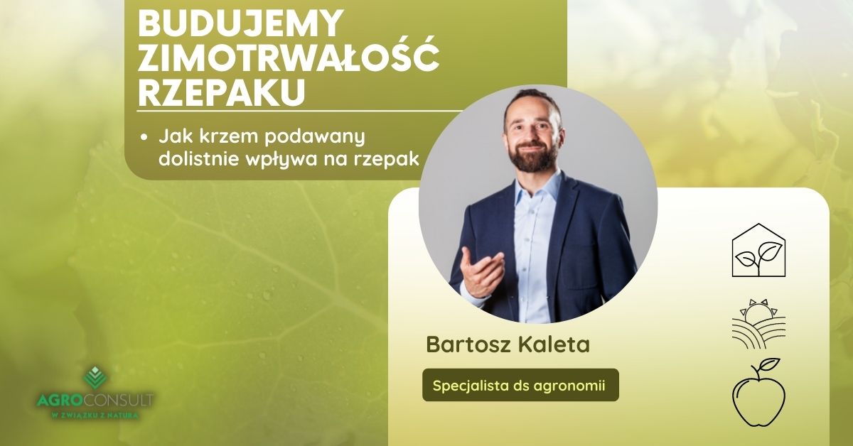 Budujemy zimotrwałość rzepaku